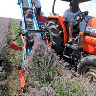 Lavender Harvester MKL 2R for trailer