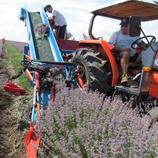 Lavender Harvester MKL 2R for trailer