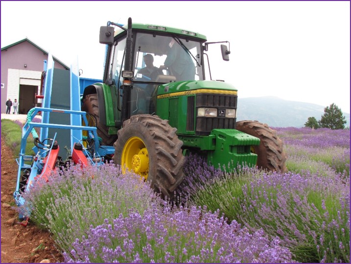 Lavender harvesting machine